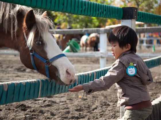 馬とふれあうことは、子どもの豊かな人格形成にとても有効といわれている。