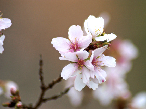 冬桜（写真はイメージです）