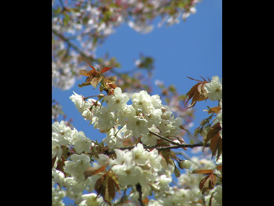ウコン桜（写真はイメージです）
