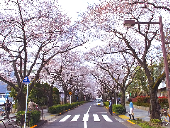 通り一面に咲き誇る桜並木は圧巻！絶好の撮影スポットでもあります。